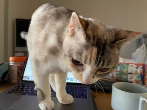 IMG_2425.JPG IMG 2425